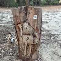 Western Australia, Perth - Mandurah: Discovering One of the Six Giants! 🚶‍♀️🌲
