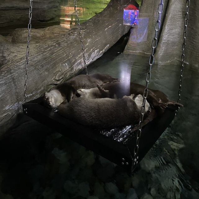 Aquarium Phuket 