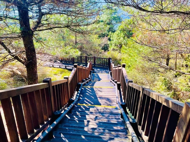 森林遊樂園區系列 PART5️⃣