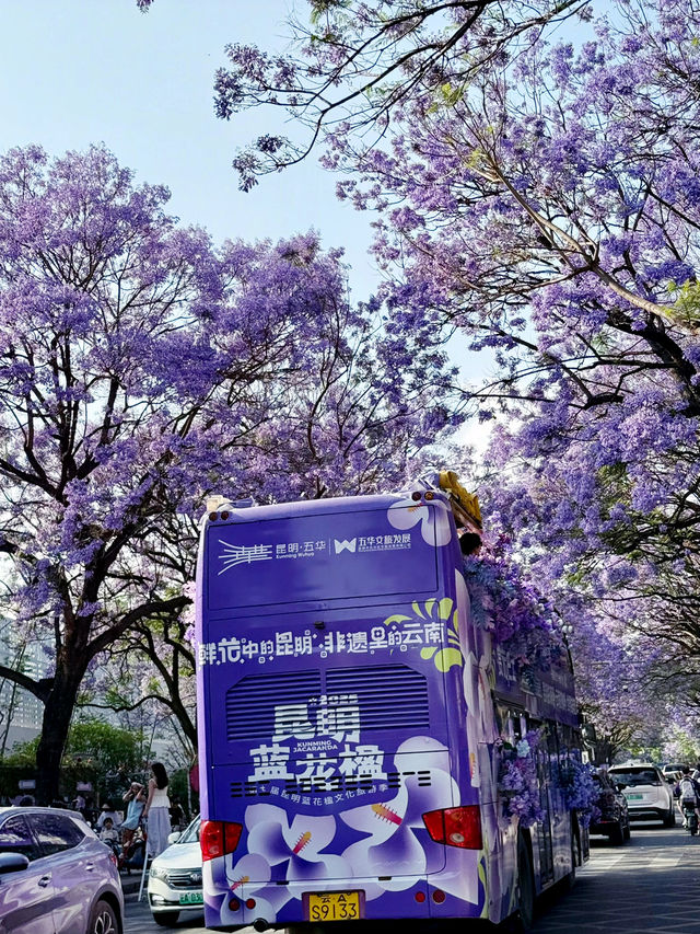 【中国・昆明 教場通り】5月限定の絶景通り！教場通りのジャカランダ並木