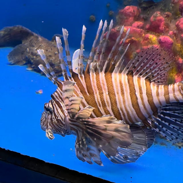 📍Aquarium สมุทรสาคร🐠🪼