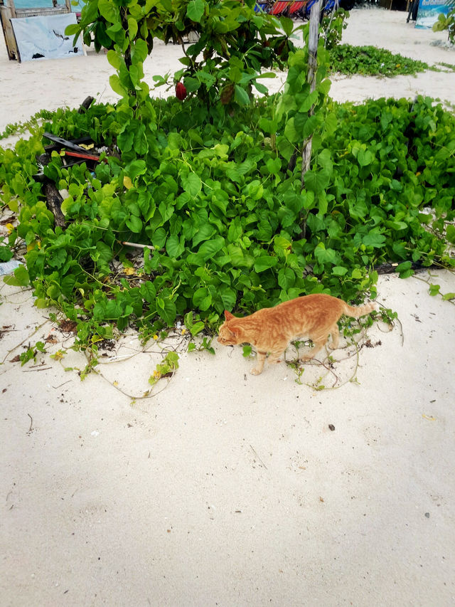タイにある猫島🐈🇹🇭野良猫ちゃんと一緒に過ごせるリゾート・カイ島🐬🏝🌺