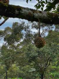 Hiking to Penang’s Hidden Glass House — With a Durian Surprise 