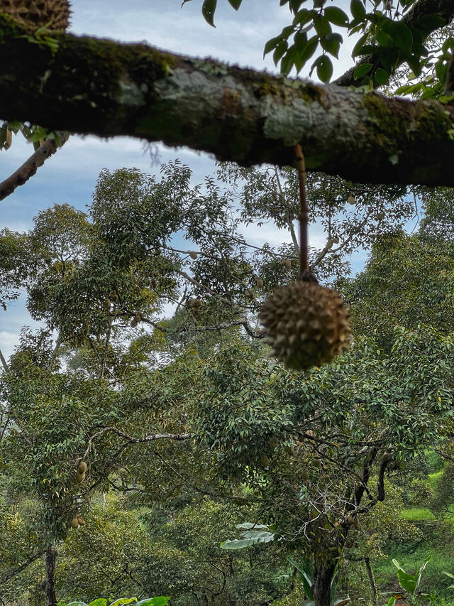 Hiking to Penang’s Hidden Glass House — With a Durian Surprise 