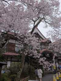 🌸長野・高遠城址公園｜「天下第一の桜」と称される絶景の桜名所