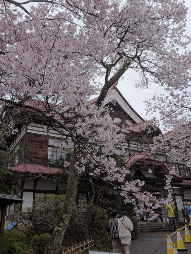 🌸長野・高遠城址公園｜「天下第一の桜」と称される絶景の桜名所