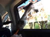 Safari Park Kanchanaburi | ซาฟารีปาร์ค กาญจนบุรี