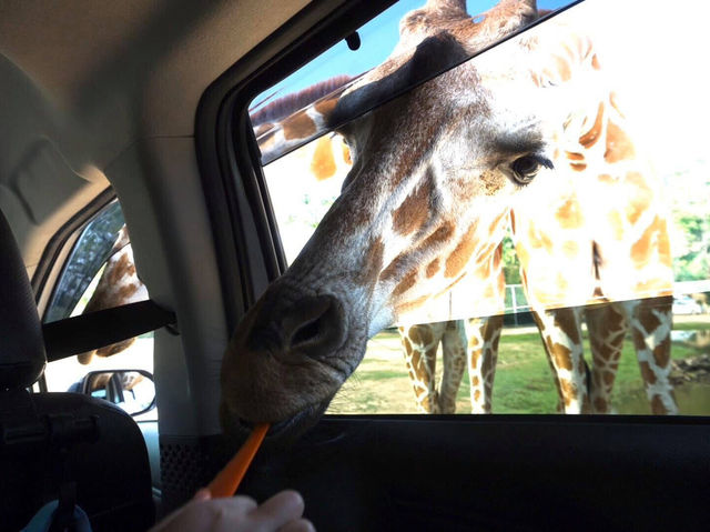 Safari Park Kanchanaburi | ซาฟารีปาร์ค กาญจนบุรี