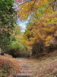 【まるでジブリの世界🌲丸山公園“トトロの森”で紅葉トンネル散歩】