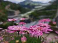 🌸 Blooming Lovely at Flora Park, Cameron Highlands