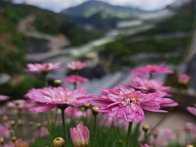 🌸 Blooming Lovely at Flora Park, Cameron Highlands