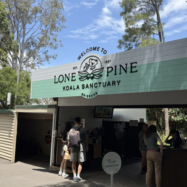 📍Brisbane in a Day: Koalas, Art & River