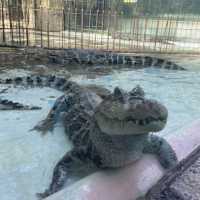 【伊豆】バナナワニ園の満足度が高すぎる🍌🐊