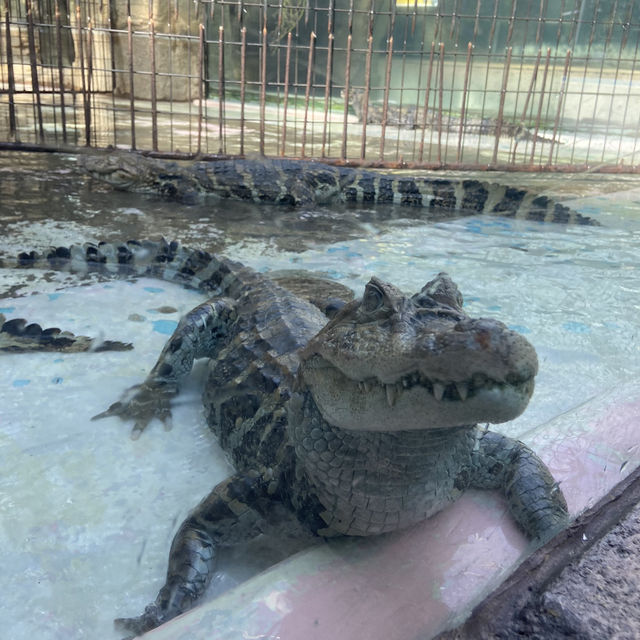 【伊豆】バナナワニ園の満足度が高すぎる🍌🐊