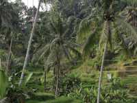 Tegallalang Rice Terraces: Bali's Soul, Beyond the Postcard! 🌴🌾