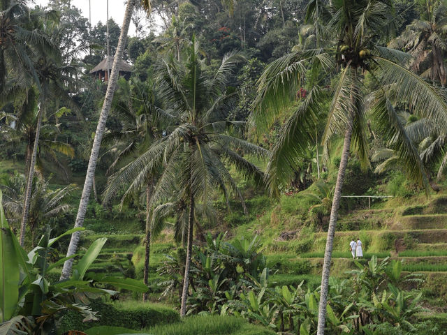 Tegallalang Rice Terraces: Bali's Soul, Beyond the Postcard! 🌴🌾