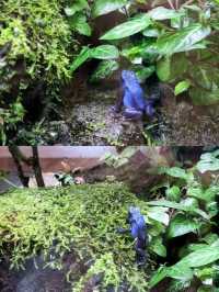 Exploring Taipei Zoo: A Journey Through Asia’s Premier Wildlife Park