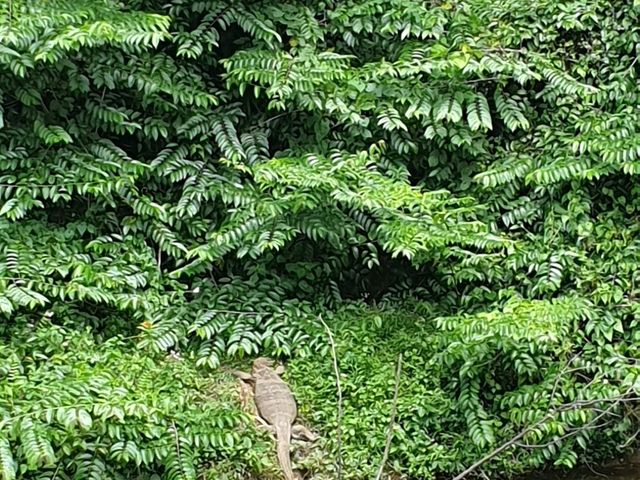 🌳 진짜 자연을 만나다, 태국 카오야이 국립공원 🐘🦌🦜