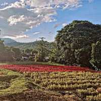 Bamboo Wonderland Stroll, Boon Ko Ku So