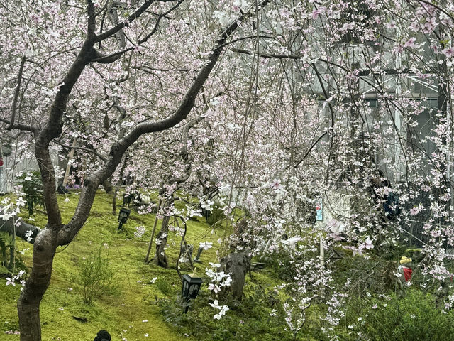 京都鬧市中的賞櫻名所🌸
