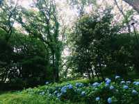 【田園調布から多摩川へ行き紫陽花、多摩川台古墳群、亀甲山古墳、多摩川浅間神社】