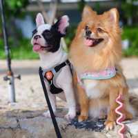 ที่พักพัทยา น้องหมาเข้าได้ 🐶🐶