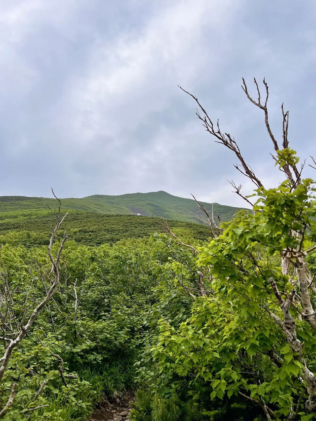 【北海道利尻島】北の最果て利尻山⛰️
