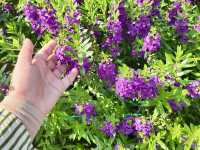Songkhla Flower Farm