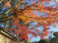 京都紅葉名勝：東福寺