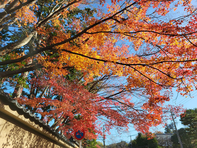 京都紅葉名勝：東福寺