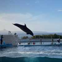 沖繩景點行程分享 必遊水族館 美國村 