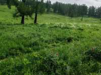 Beautiful Guanyutai: Wildflowers in Bloom