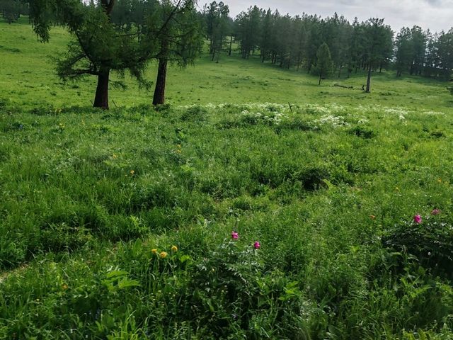 Beautiful Guanyutai: Wildflowers in Bloom