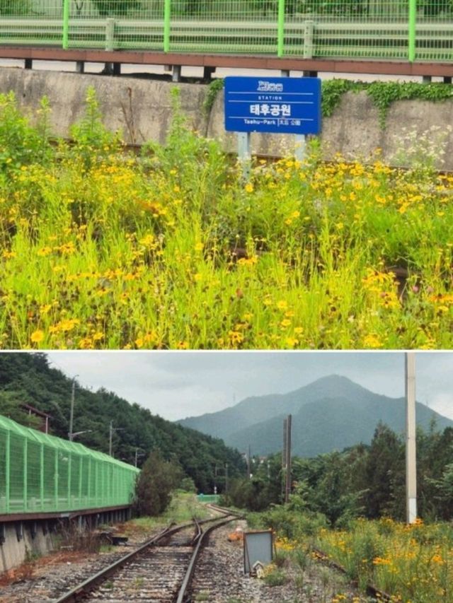 태양의후예 드라마세트장이 이국적인 💛통리기차마을