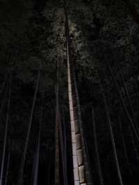 【竹林の小径】風が奏でる癒しの音🎋嵐山で心ほどけるひととき