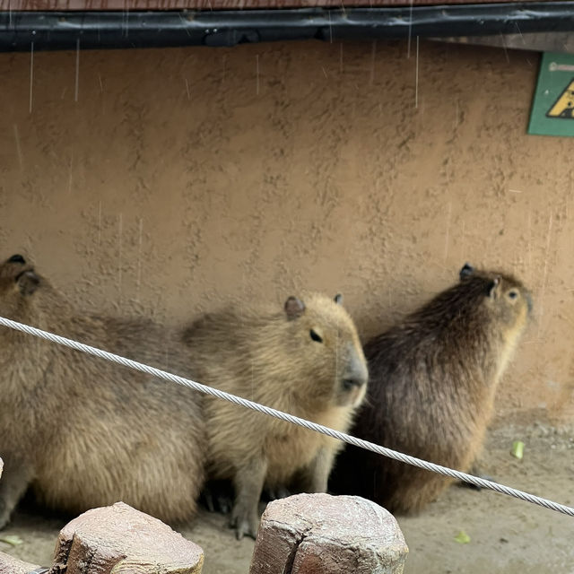 Shanghai Wild Animal Park