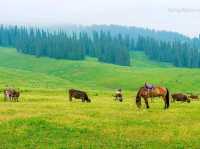 Nalati Grassland Is Straight Up Gorgeous