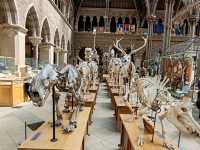 Oxford University Museum of Natural History: A Feast of Nature and History