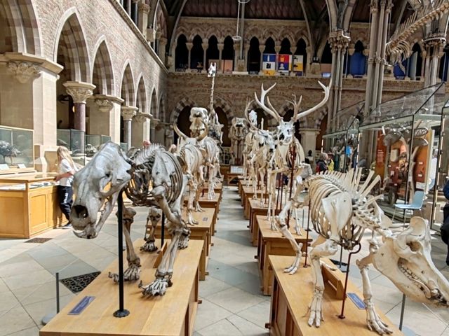 Oxford University Museum of Natural History: A Feast of Nature and History
