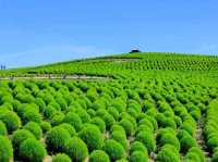 Colors of the Wind at Hitachi Seaside Park – Japan