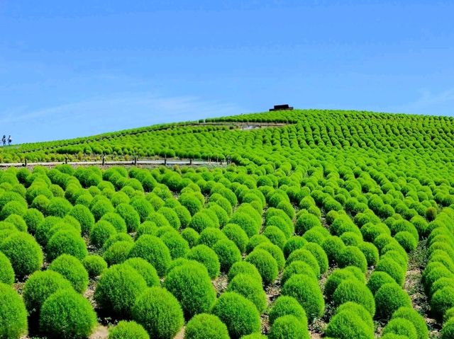 Colors of the Wind at Hitachi Seaside Park – Japan