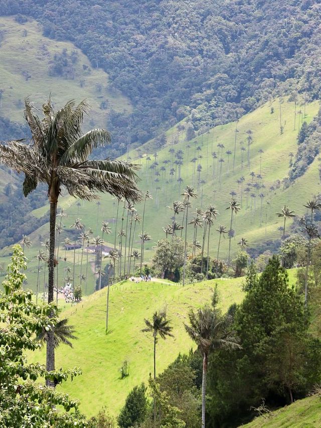 Hiking Through Giant Palms in Valle de Cocora Hiking Through Giant Palms in Valle de Cocora