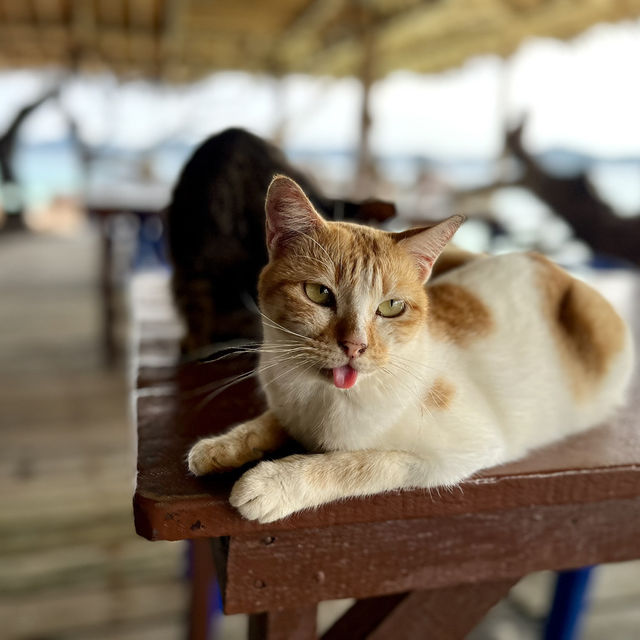 🐚 หนีไปชิลที่ “เกาะไข่ใน” หรือ “เกาะไข่แมว” พังงา