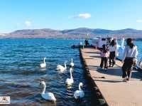 Swan Lake ที่ Lake Yamanakako