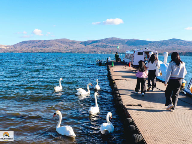 Swan Lake ที่ Lake Yamanakako