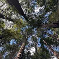 Redwood Forest (Whakarewarewa Forest) – Rotorua, Bay of Plenty