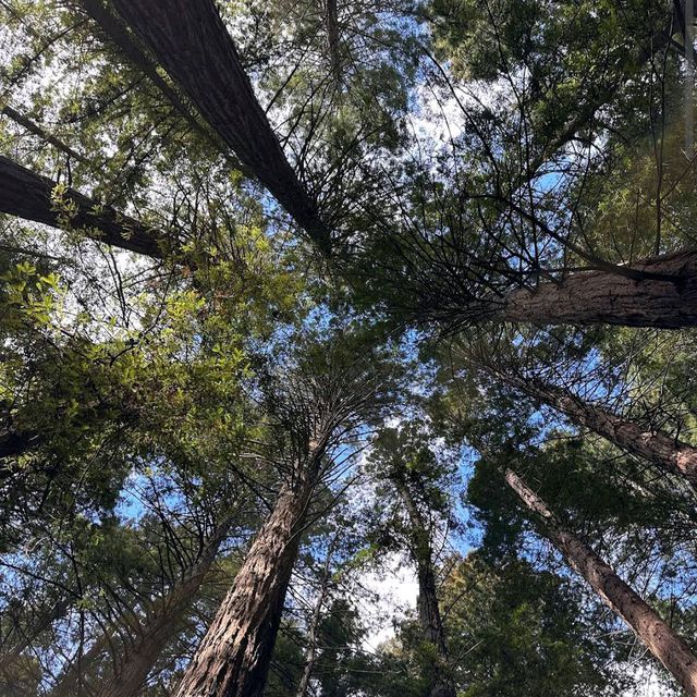 Redwood Forest (Whakarewarewa Forest) – Rotorua, Bay of Plenty