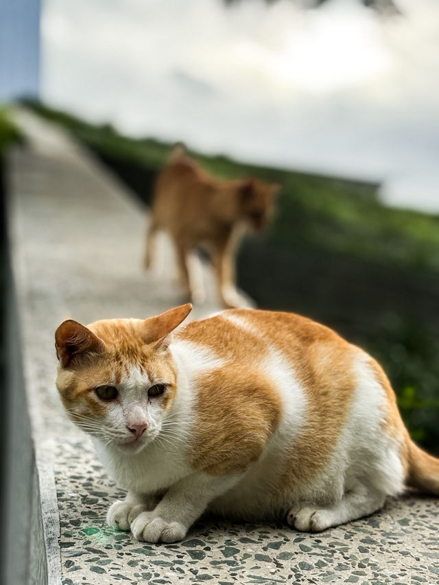 🇵🇭菲律賓馬尼拉阿亞拉三角公園