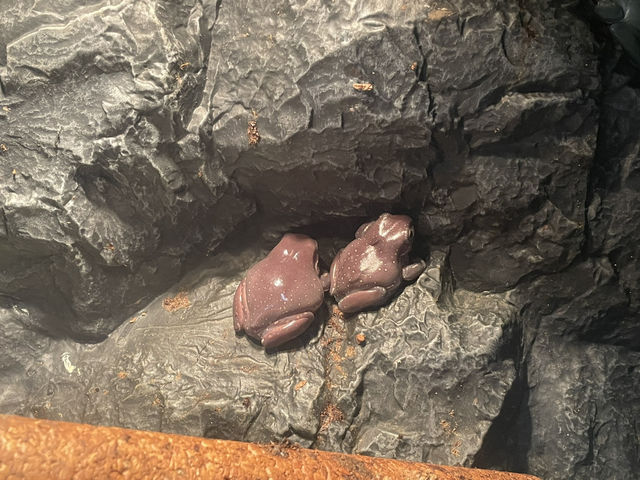 珠海野狸島悠閒漫步日常  🌟