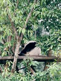 Thành Đô - Công viên gấu trúc 熊猫基地
